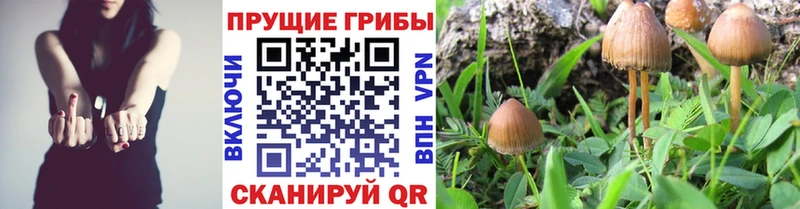 Галлюциногенные грибы мицелий  Купить где  Игра 